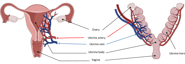 figure-results-2 Uterine anatomy diagram showing arteries, veins, ovaries, and vaginal structure.