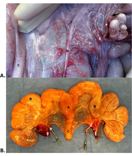 figure-results-3 Dissection reveals rabbit digestive system anatomy and internal organs comparison, labeled diagram.