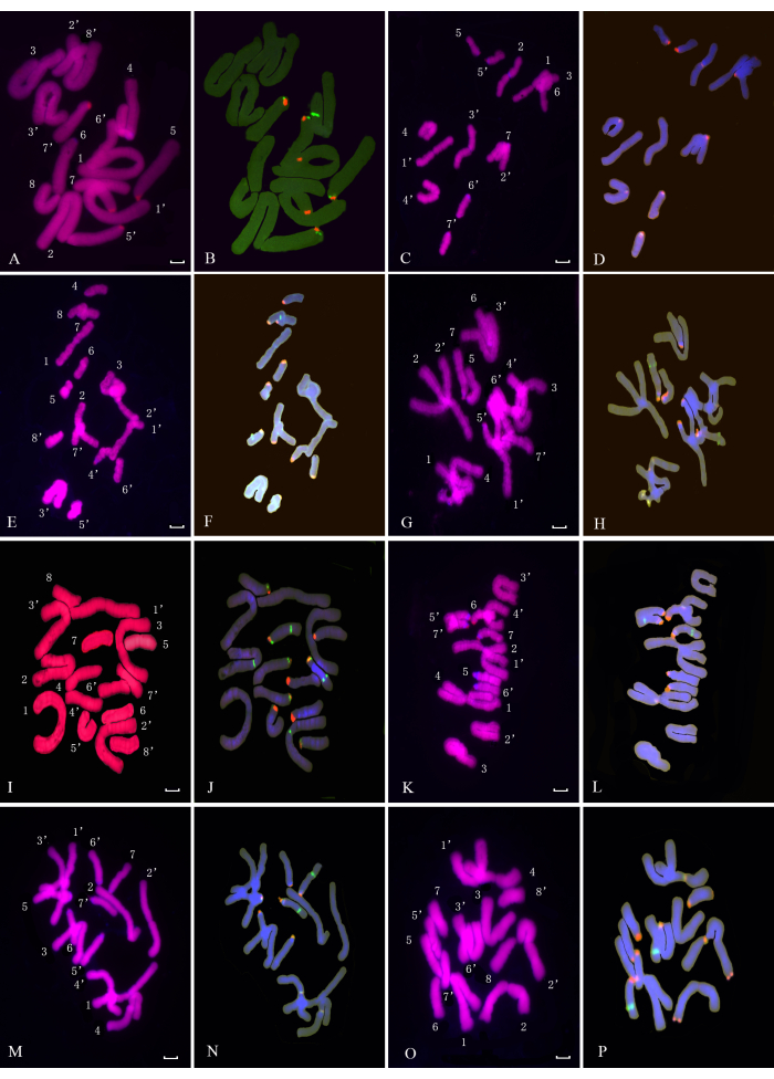 Chromosome fluorescence microscope images; gene mapping, karyotyping, and genetic analysis.