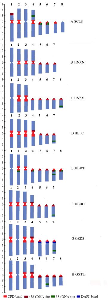 Chromosome banding diagram; CPD, 45S, 5S rDNA, DAPI sites; genetic analysis comparison.