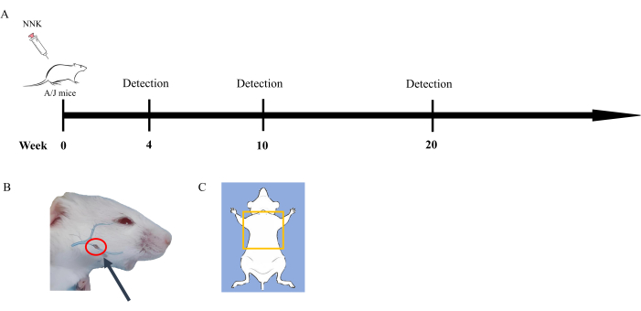 figure-results-1 NNK timeline diagram for AJ mice tumor detection at weeks 4, 10, 20; includes injection, tumor marking.