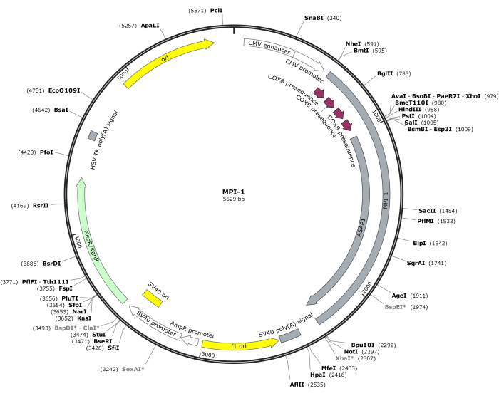 Plasmid map showing restriction sites and gene features; diagram of genetic engineering vector.