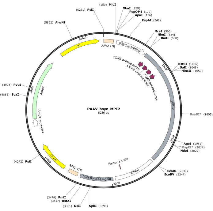 Plasmid map diagram showing PAAV-hsyn-MP12, 6236 bp, with restriction sites and gene sequences.