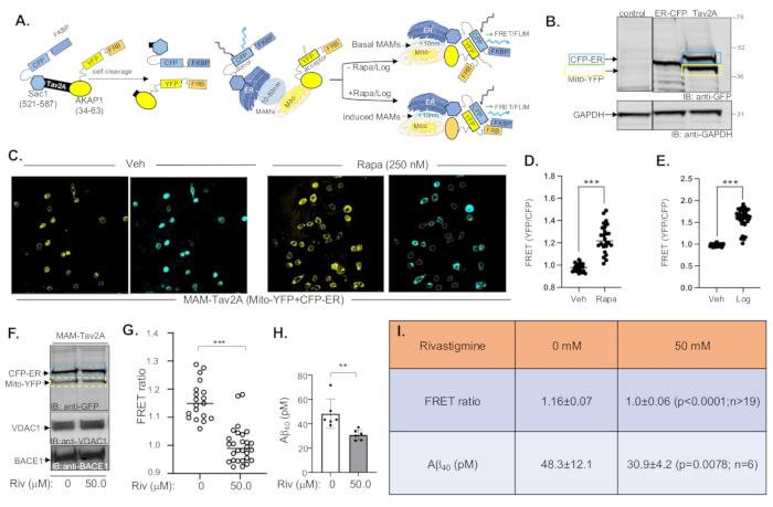 Diagram of MAM-Tav2A interaction showing FRET analysis; protein bands and bar charts of Rivastigmine effect.