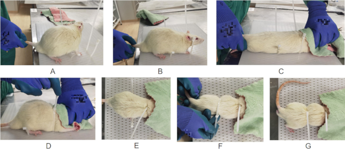 Animal experiment procedure for surgical setup; sequential steps by researcher handling specimen.