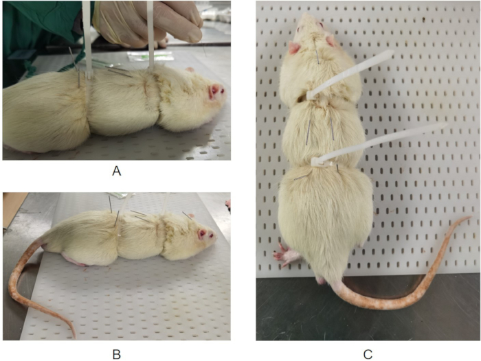 Conjoined rat experiment setup with surgical procedure and post-operation observation.