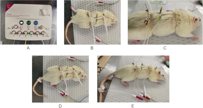 Electrophysiological experiment on rats showing electrode placement and signal processing device.