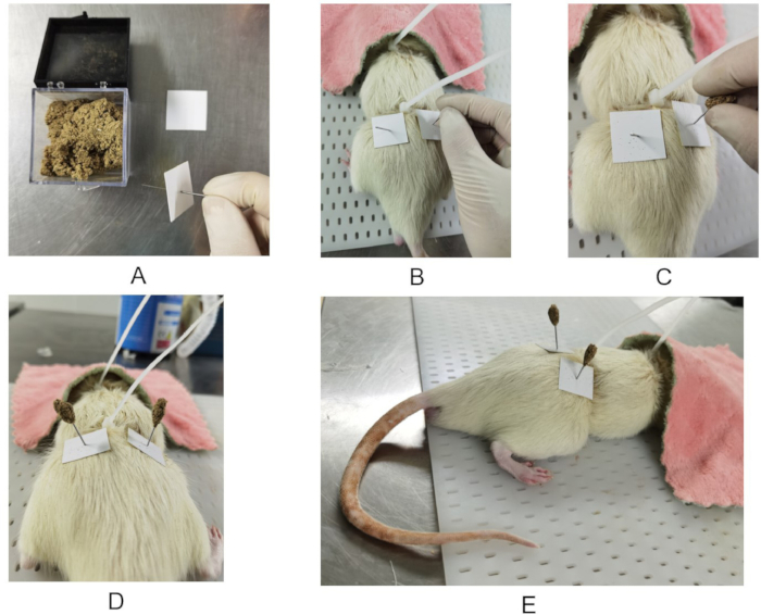 Rodent fur testing setup; adhesive application experiment; sample placement on specimen.
