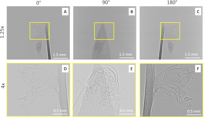figure-results-4 Microscopy image series, magnification and orientation analysis, insect anatomical study.