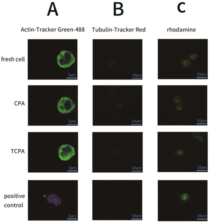 figure-results-3 Fluorescence microscopy, cells labeled with Actin-Tracker Green-488, Tubulin-Tracker Red, rhodamine.