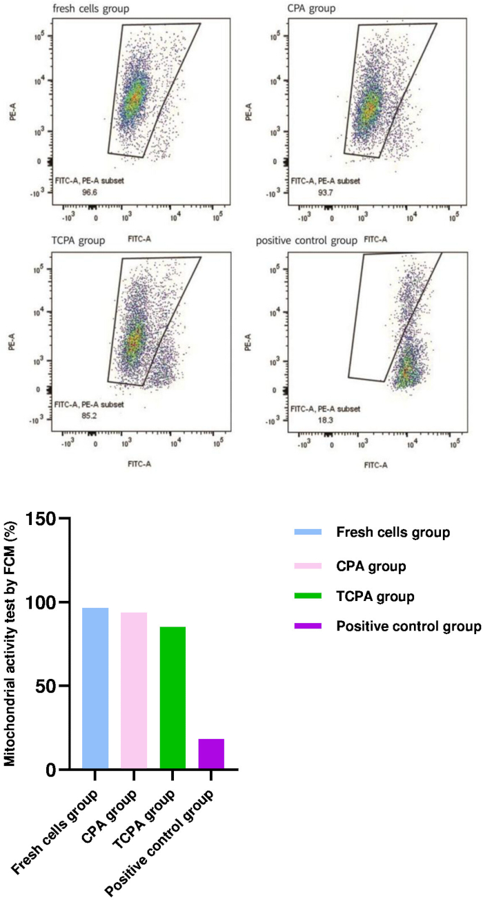 figure-results-4 Flow cytometry analysis and bar graph of mitochondrial activity in fresh cells, CPA, TCPA, control groups.
