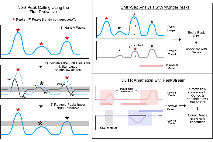 figure-introduction-1 NGS peak calling diagram using first derivative; ChIP-Seq and 3'UTR annotation methods with data analysis.