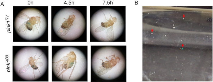 Fly behavior under stress; time-lapse images; microscopy experiment; biological study results.