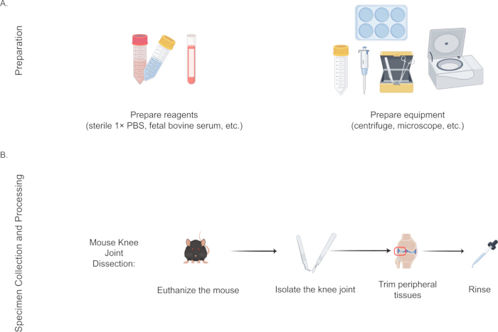 figure-protocol-1 Preparation and processing of mouse knee joint: reagent prep, dissection, and tissue trimming diagram.