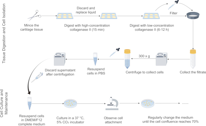 figure-protocol-2 Tissue digestion and cell isolation diagram; cartilage processing, collagenase digestion, centrifugation.