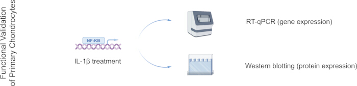 figure-protocol-3 IL-1β treatment process; RT-qPCR for gene expression, Western blotting for protein analysis diagram.