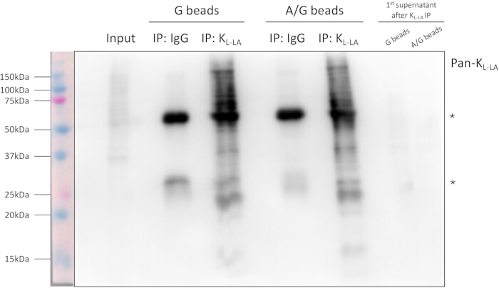 Protein purification Western blot; comparison of G and A/G beads; molecular weights marked.