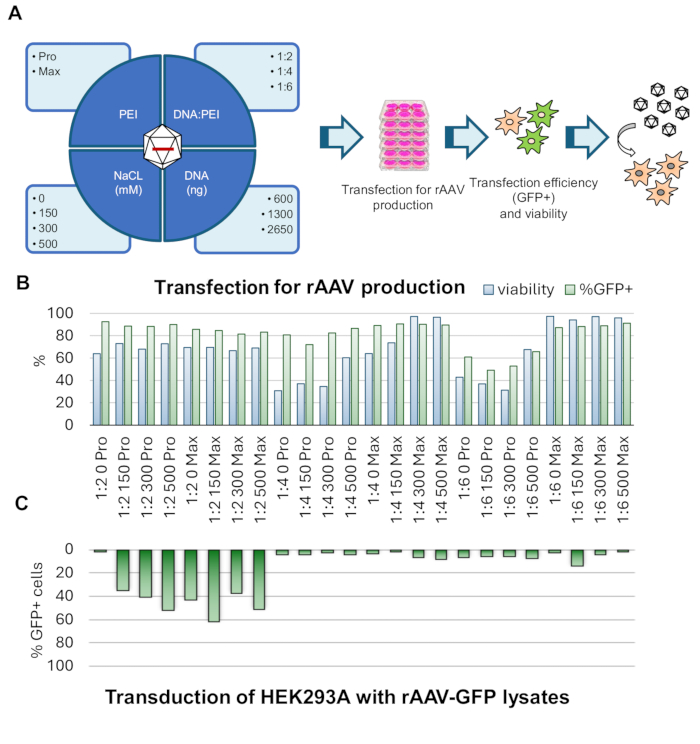 Transfection efficiency in rAAV production; DNA-PEI ratios; viability; GFP analysis; bar charts.
