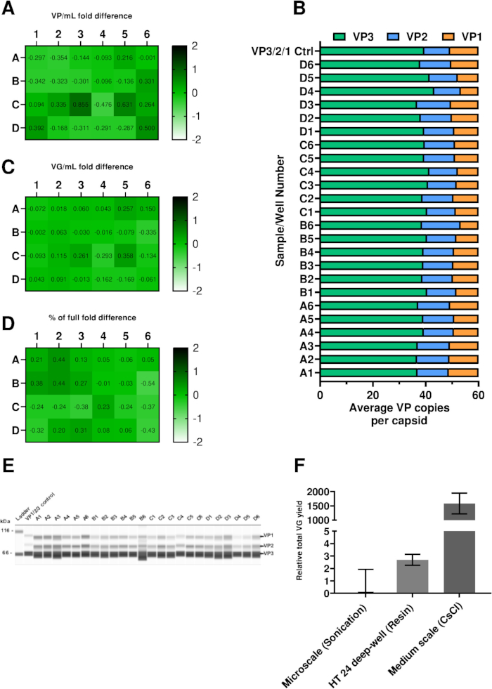 Viral protein analysis; heatmaps, bar chart, Western blot, and histogram show VP/viral genome ratios.