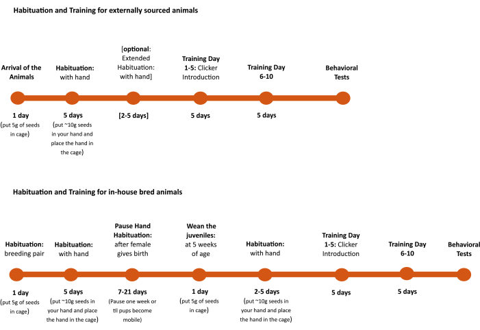 Habituation training timeline; diagram; externally sourced, in-house bred animal protocols, behavioral tests.