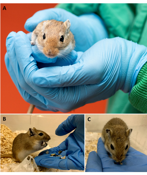 Gerbil handling in lab setting, research, behavioral observation, rodent study, animal care procedures.