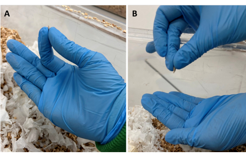 Handling lab mice embryo; glove-clad hands, experimental procedure, embryo transfer technique.
