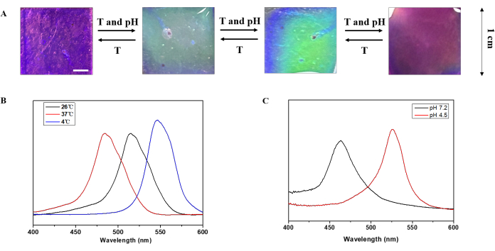 Static equilibrium color change: temperature and pH effects on structural changes; absorbance spectra graph.