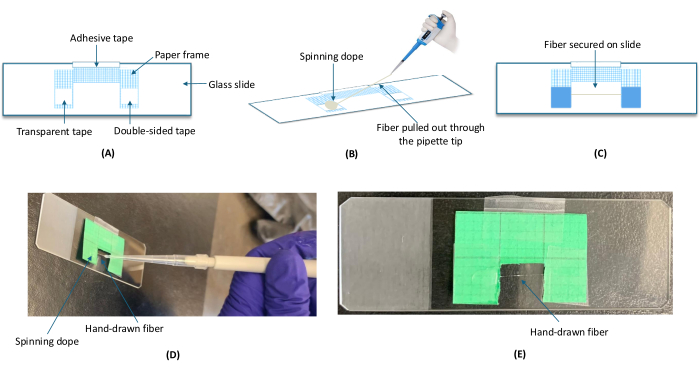 Fiber drawing method diagram and experiment; paper frame, adhesive setup, fiber drawn by pipette.