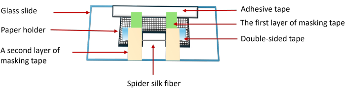 Spider silk fiber assembly diagram using glass slide, masking tape, and adhesive materials.