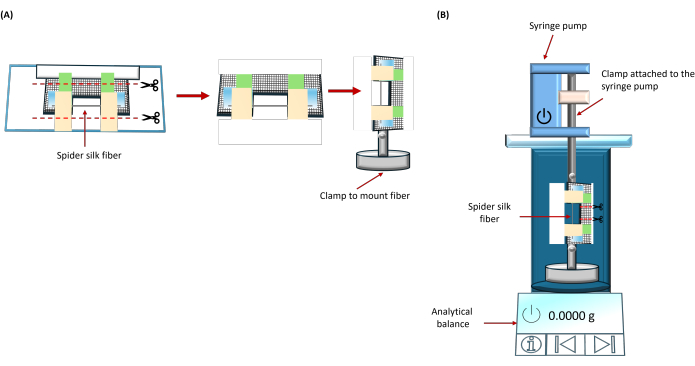 Spider silk tension setup; diagram; preparation, clamping, testing with syringe pump, analytical balance.