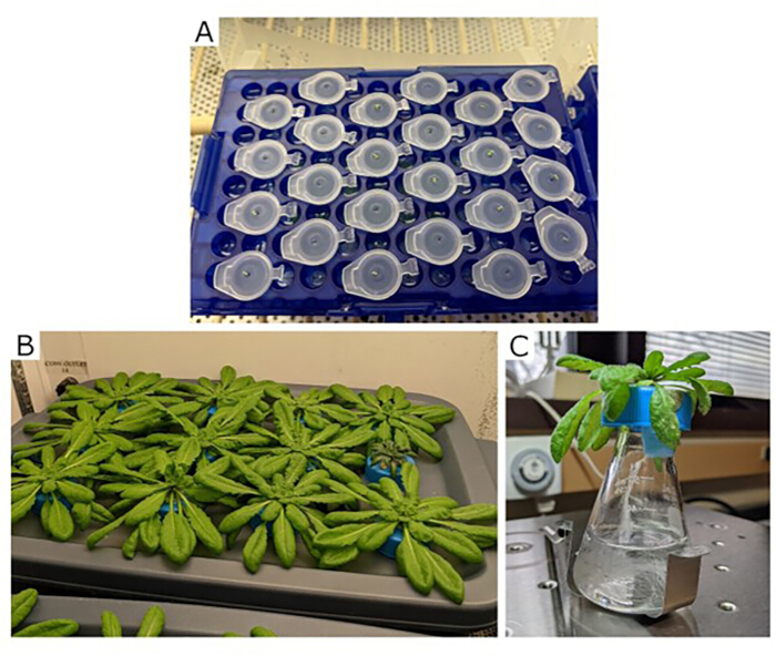 Arabidopsis growth stages; germination tray, hydroponic setup, flask cultivation.