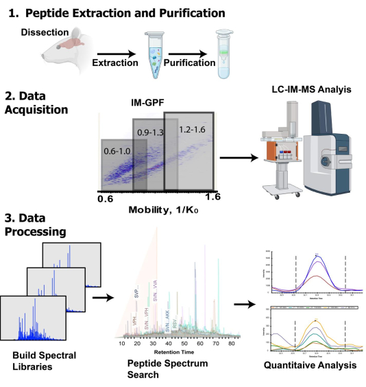 figure-results-1 Peptide extraction and purification process diagram; LC-IM-MS analysis and data processing steps.