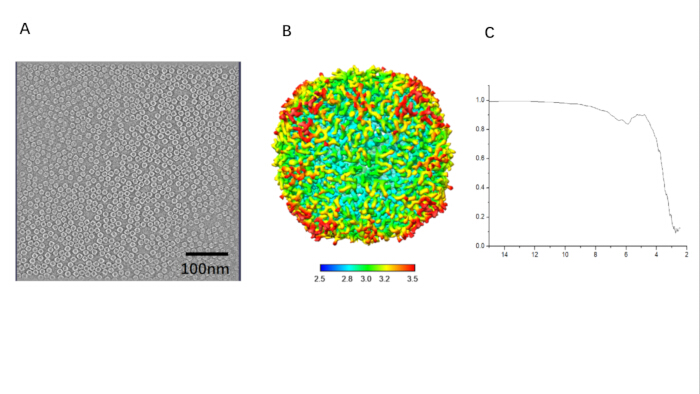 Cryo-electron microscopy results: nanoparticle image (A), 3D structure model (B), density graph (C).