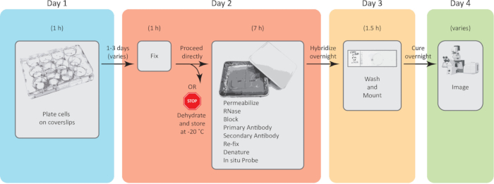 figure-results-1 Cell plating to imaging workflow diagram; coverslips, fixing, hybridization, microscopy results.