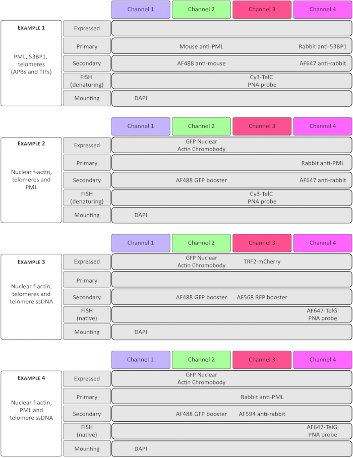 figure-results-2 Fluorescent labeling setup diagram; nuclear proteins, telomeres detection, dye channel labels.
