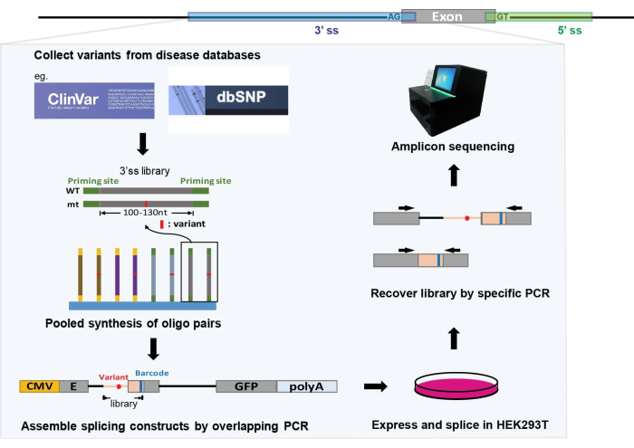 Gene splicing diagram; oligo synthesis, PCR constructs, HEK293T expression, amplicon sequencing.