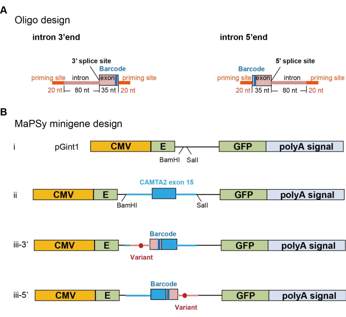 Oligo and MaPSy minigene design diagram for splice site analysis and variant integration.