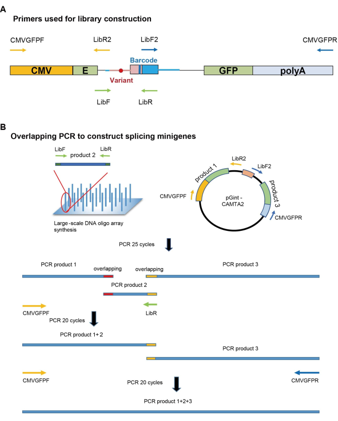 DNA library construction using PCR; splicing minigenes diagram; shows primers, steps, and products.