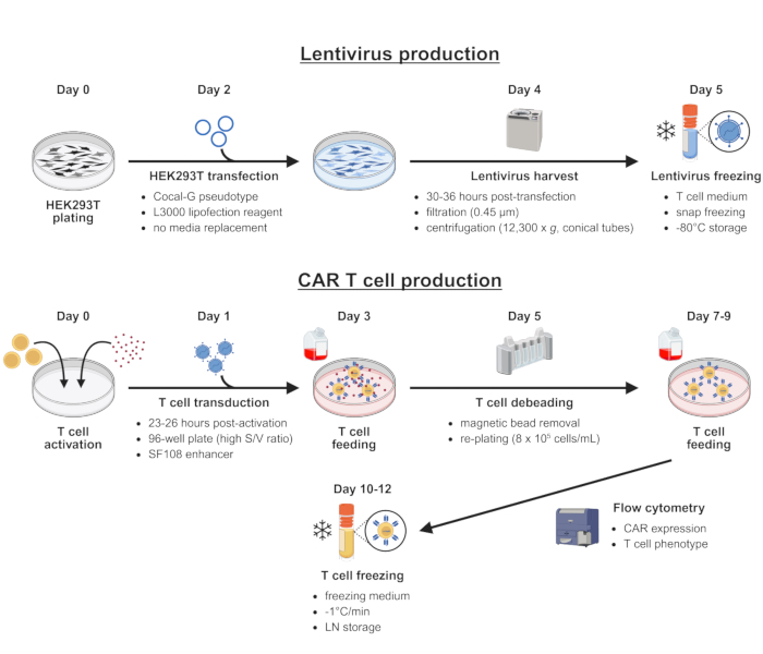 figure-protocol-1 Lentivirus and CAR T cell production diagram; transfection, harvesting, feeding, freezing process.