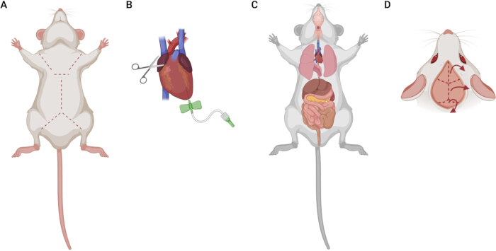 figure-results-1 Mouse dissection diagram; A-D steps: incision, heart extraction, organ layout, suturing.