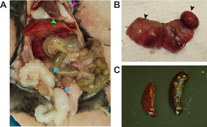 figure-results-2 Dissected animal anatomy showing organs; liver, spleen, digestive tract analysis in medical study.