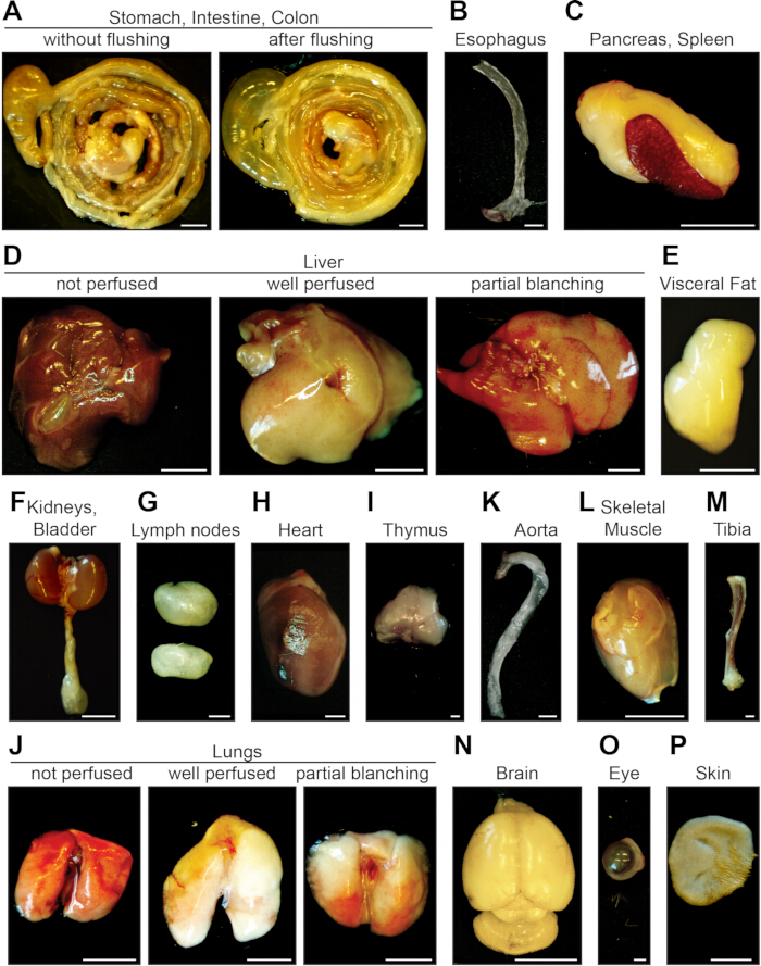 figure-results-3 Organ perfusion experiment showing organs before and after flushing; liver, lungs, muscle tissues.