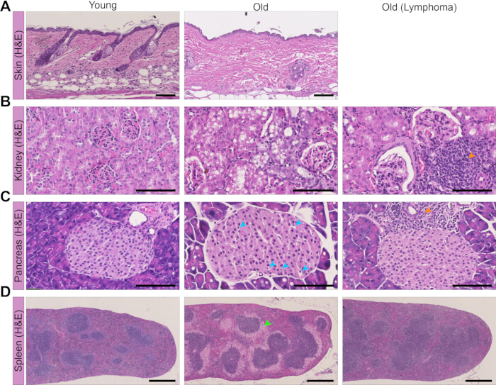 figure-results-4 Histology comparison; H&E stained tissues, age-related changes, skin, kidney, pancreas, spleen analysis.