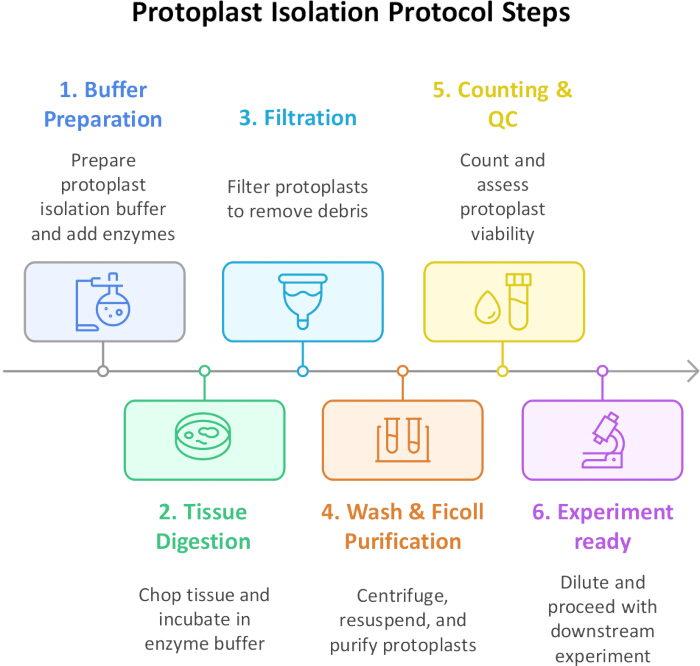 Protoplast isolation steps diagram: buffer prep, tissue digestion, filtration, purification, QC.
