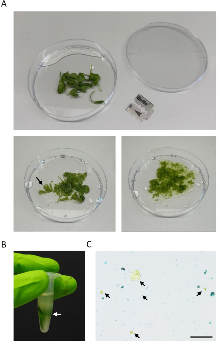 Plant tissue grinding process; petri dishes, blade, centrifuge tube, microscope observation.