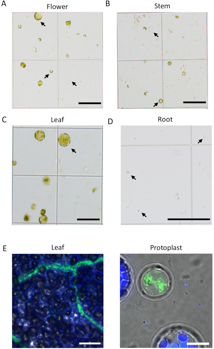 Plant tissue microscopies; flower, stem, leaf, root protoplasts; cellular detail analysis.