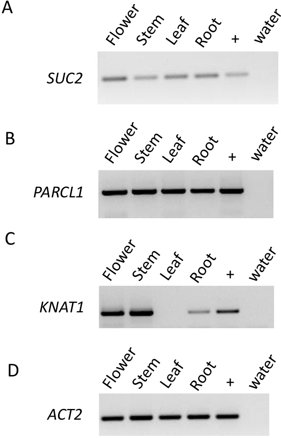Gene expression analysis by RT-PCR; diagram; SUC2, PARCL1, KNAT1, ACT2 across plant tissues.