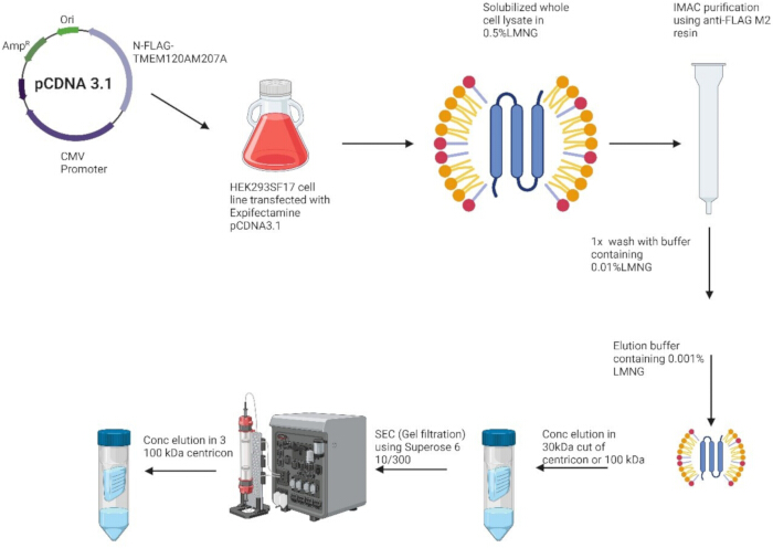 Gene expression diagram with HEK293SF17 cells, gel filtration, and purification process analysis.