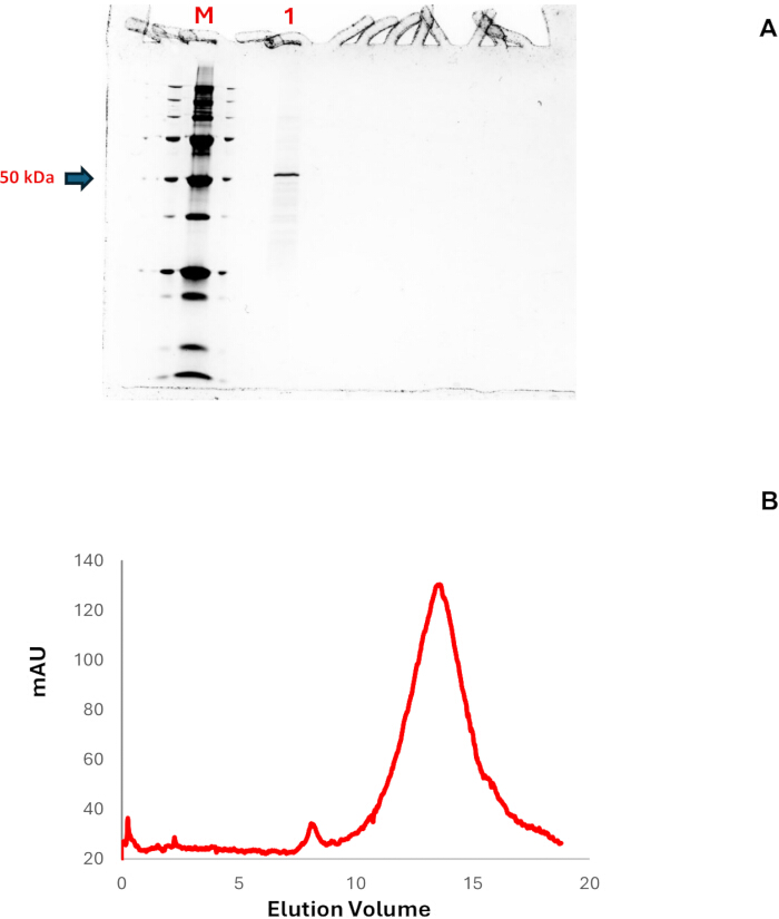 SDS-PAGE gel and size-exclusion chromatography graph; protein analysis, molecular weight, elution profile.