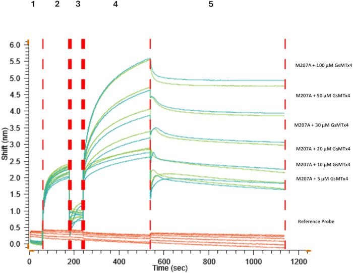 Binding kinetics graph of M207A with GsMTx4 concentrations; time vs. shift, experimental results.